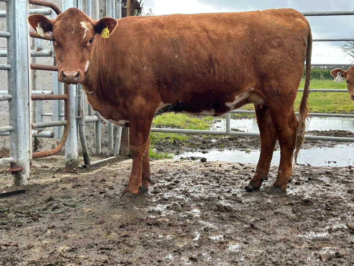 5 star genotyped incalf heifer - Image 1