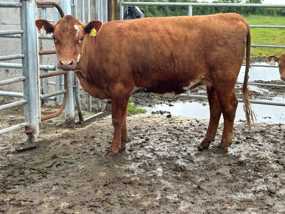 5 star genotyped incalf heifer - Image 2