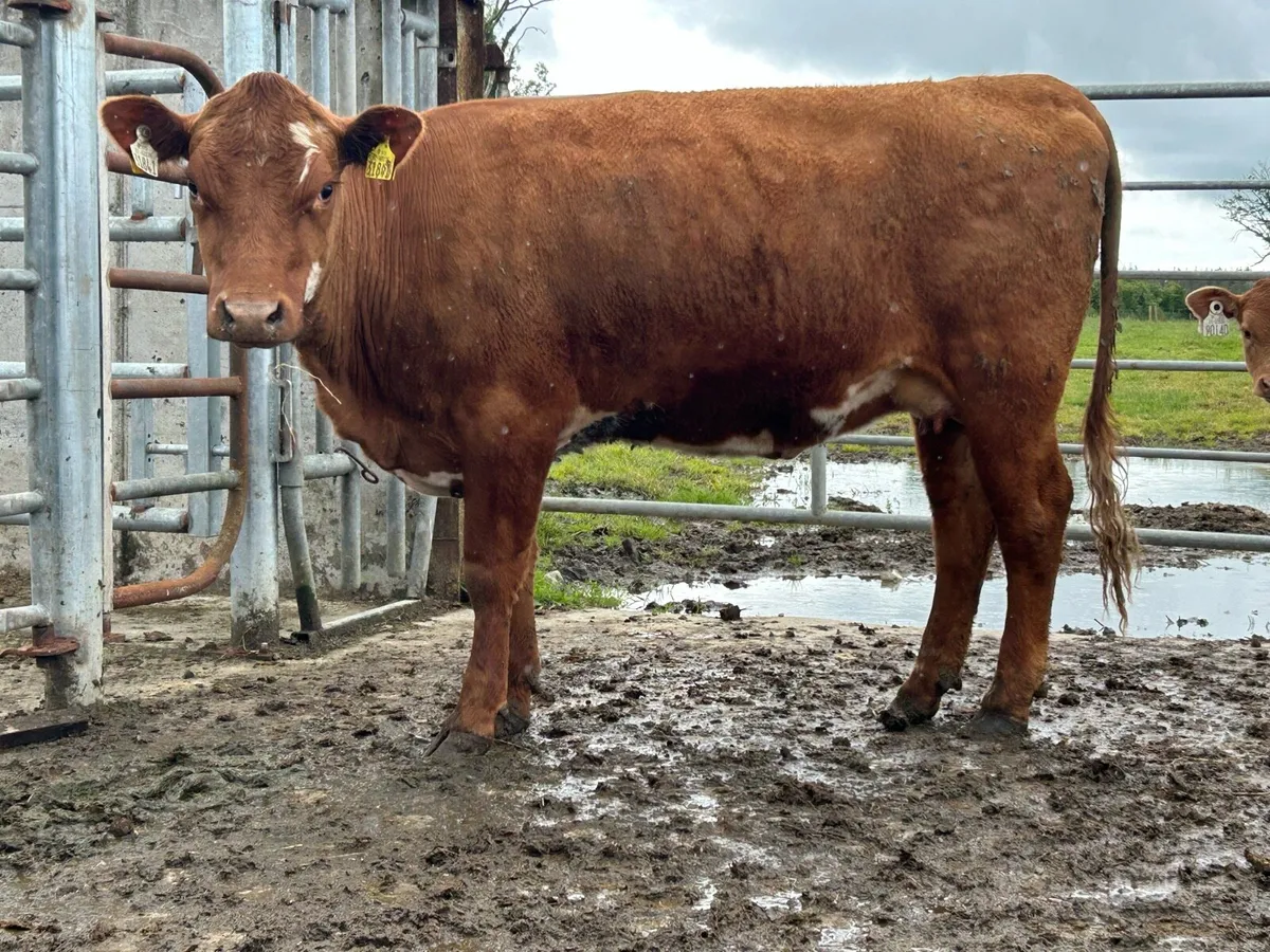5 star genotyped incalf heifer - Image 3
