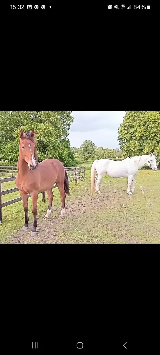 Horses - Image 3