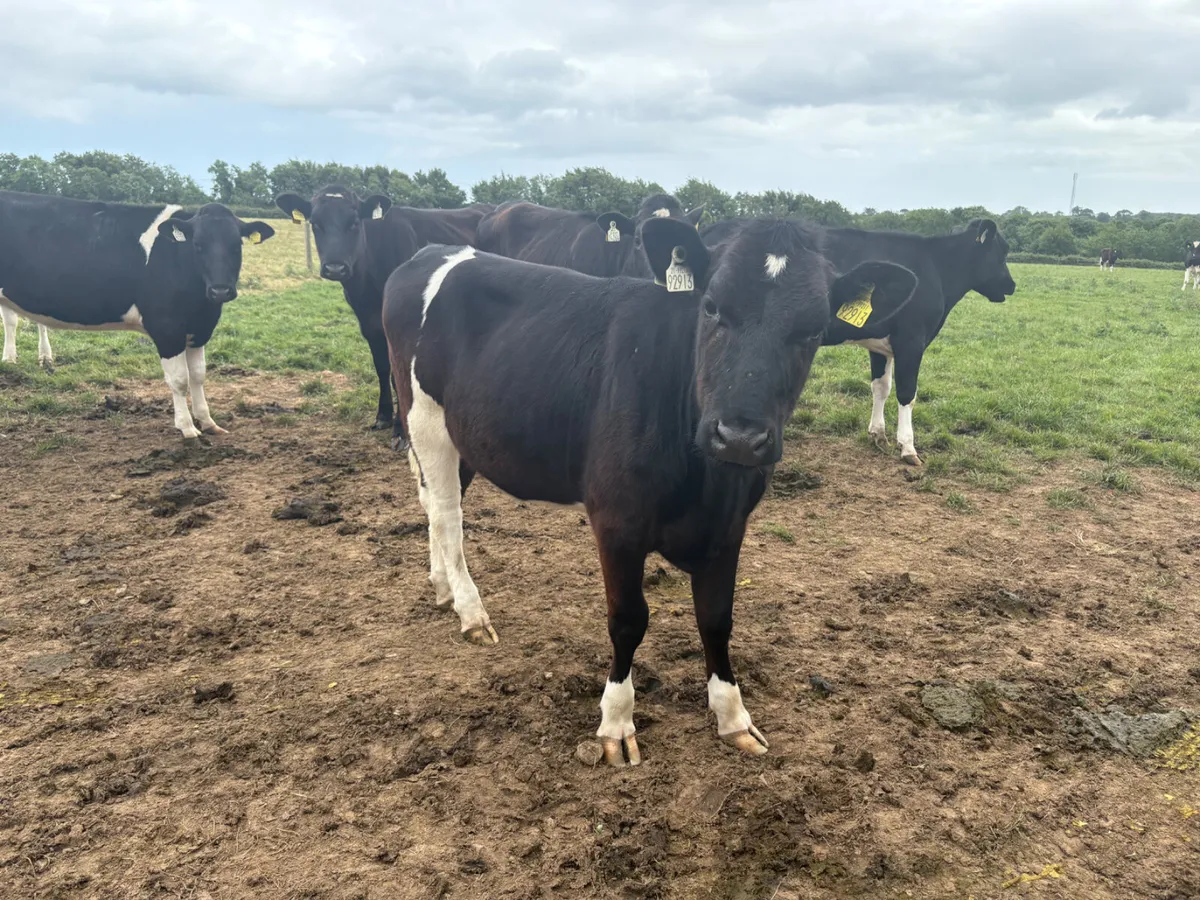 20 Friesian Heifers for sale (Yearlings) - Image 1