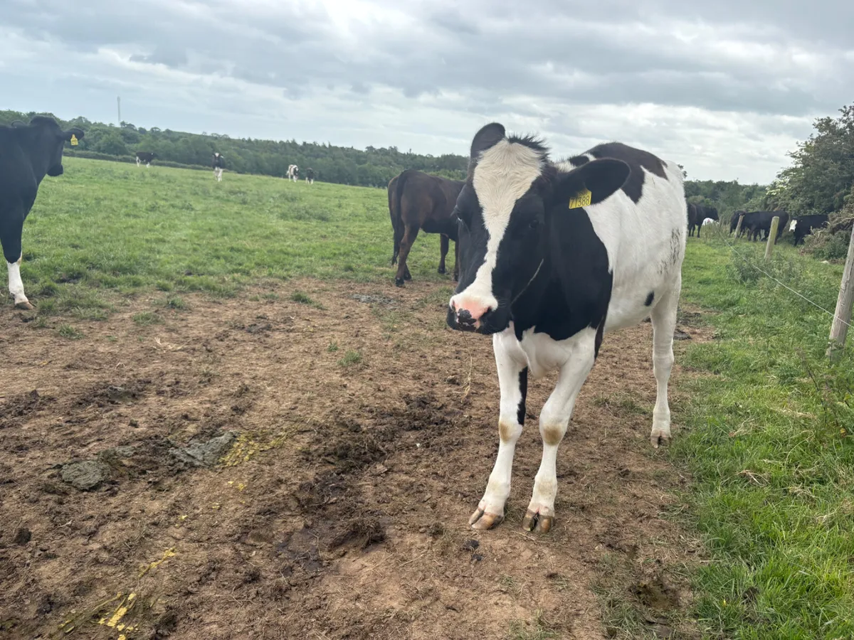 20 Friesian Heifers for sale (Yearlings) - Image 2