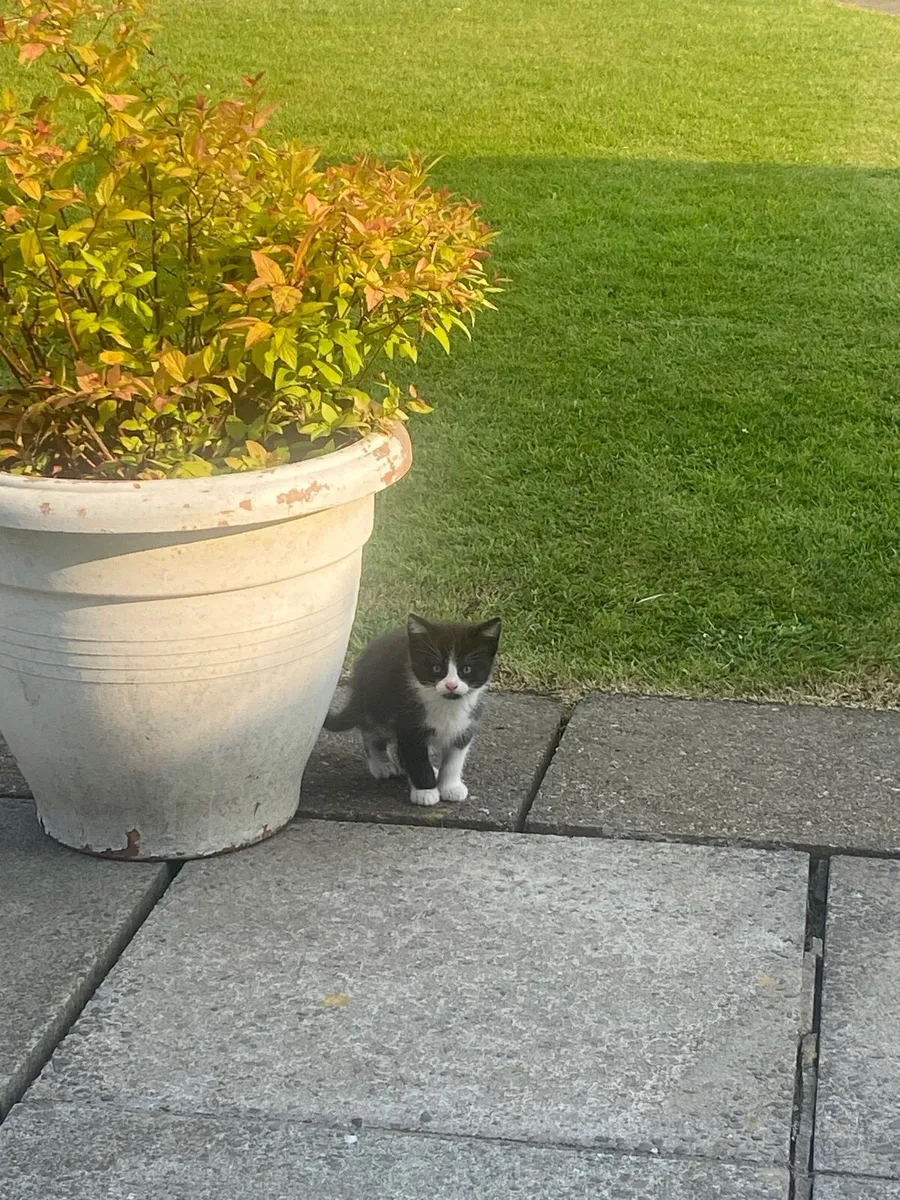 Kittens - Image 1