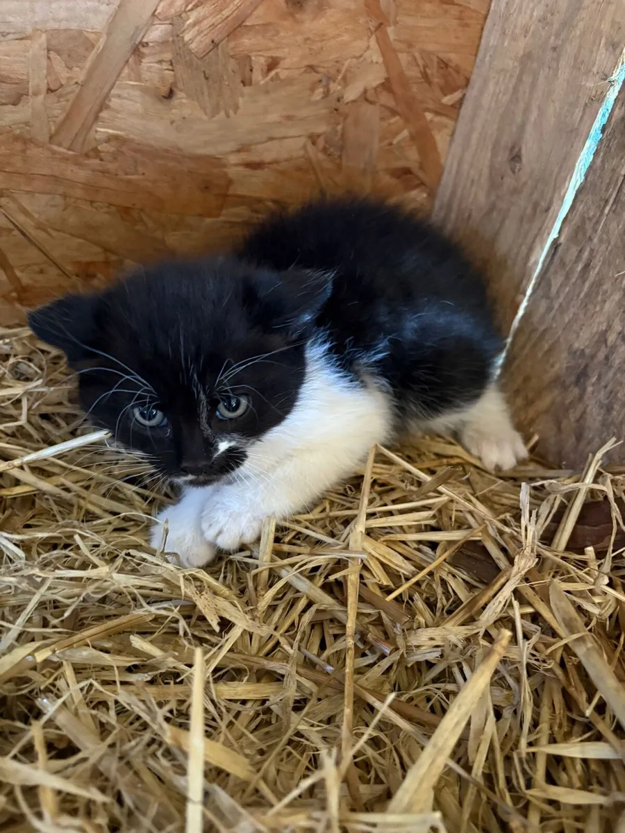 Kittens - Image 2