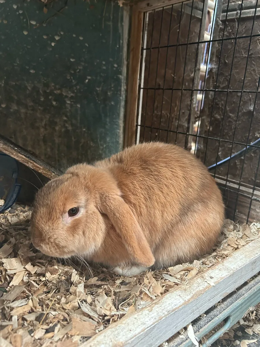 Dwarf x lopeared - Image 1