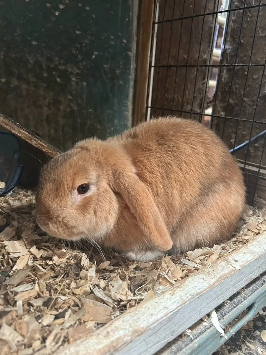 Dwarf x lopeared - Image 2