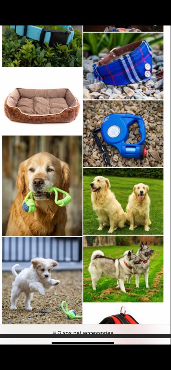 Pet dog accessories stock.  Cost €4,500 - Image 2