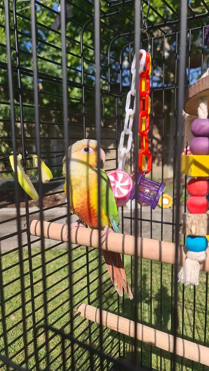 Hand Rared Pineapple Conure 8 Weeks old - Image 1