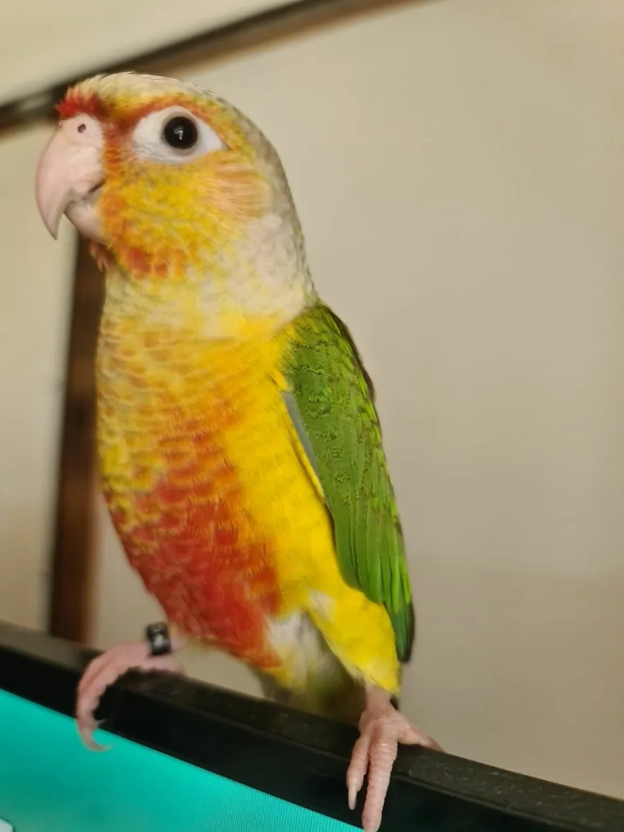 Hand Rared Pineapple Conure 8 Weeks old - Image 2
