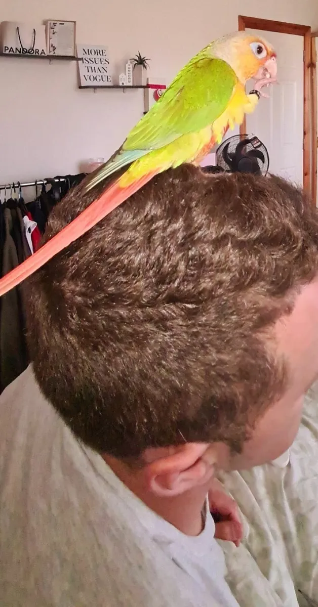 Hand Rared Pineapple Conure 8 Weeks old - Image 3