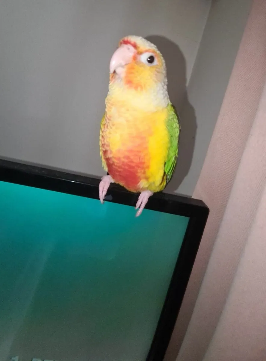 Hand Rared Pineapple Conure 8 Weeks old - Image 4