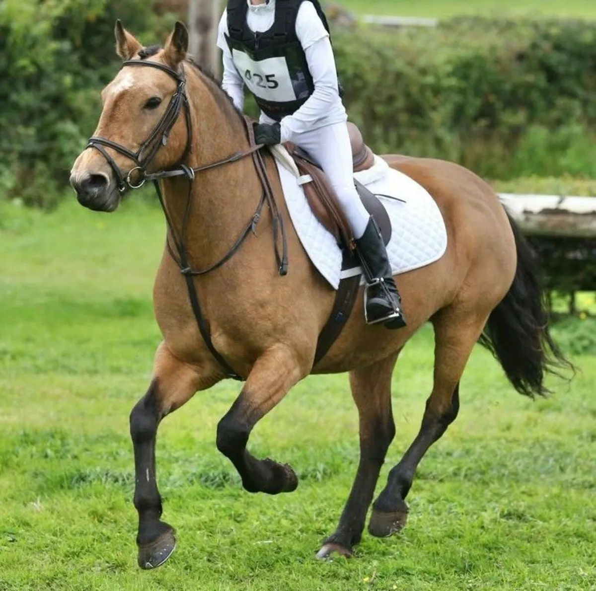 15 Year old Dun mare - Image 1