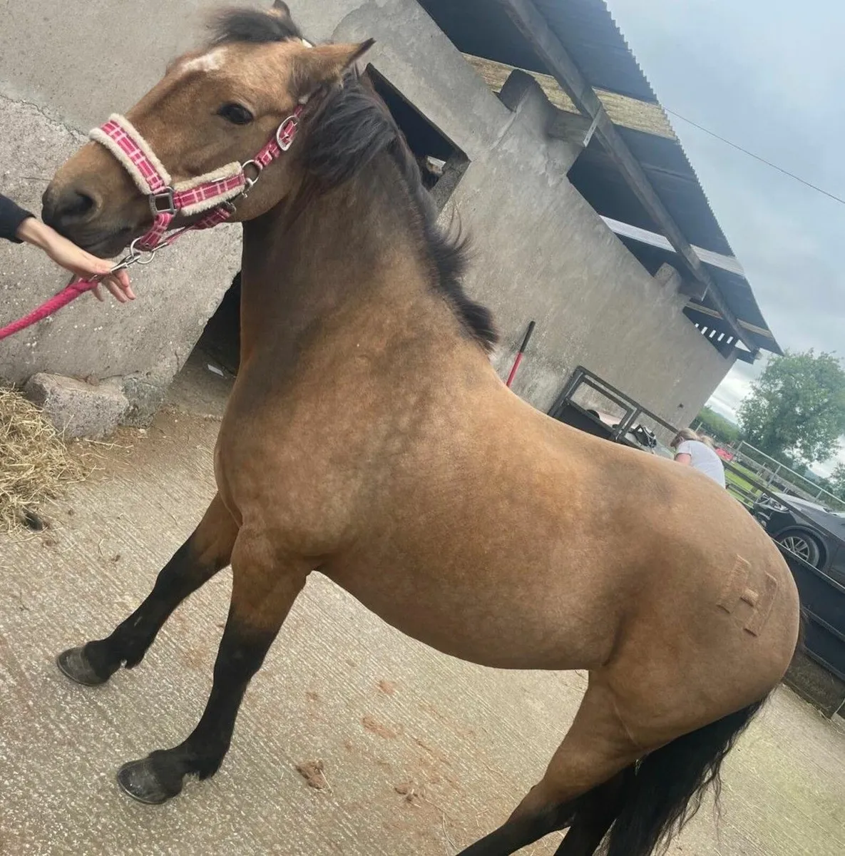 15 Year old Dun mare - Image 2