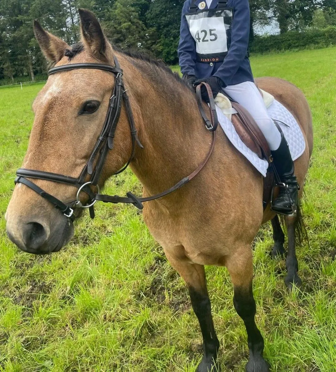 15 Year old Dun mare - Image 3