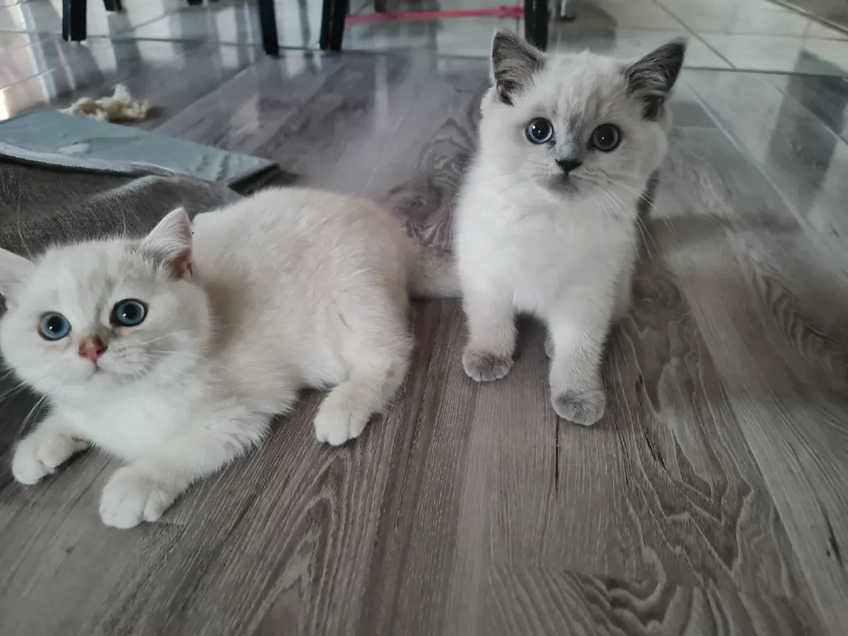 British shorthair kittens 🥰 - Image 3