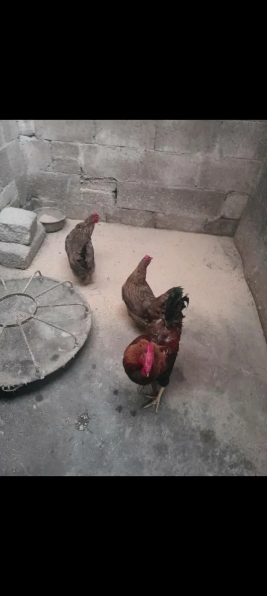 Wellsummers trio .call ducks.pea fowl, leghorn - Image 1