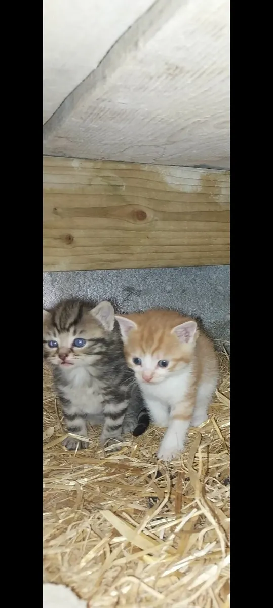 Kittens - Image 2