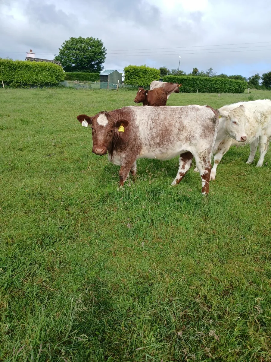 Shorthorn cattle - Image 1