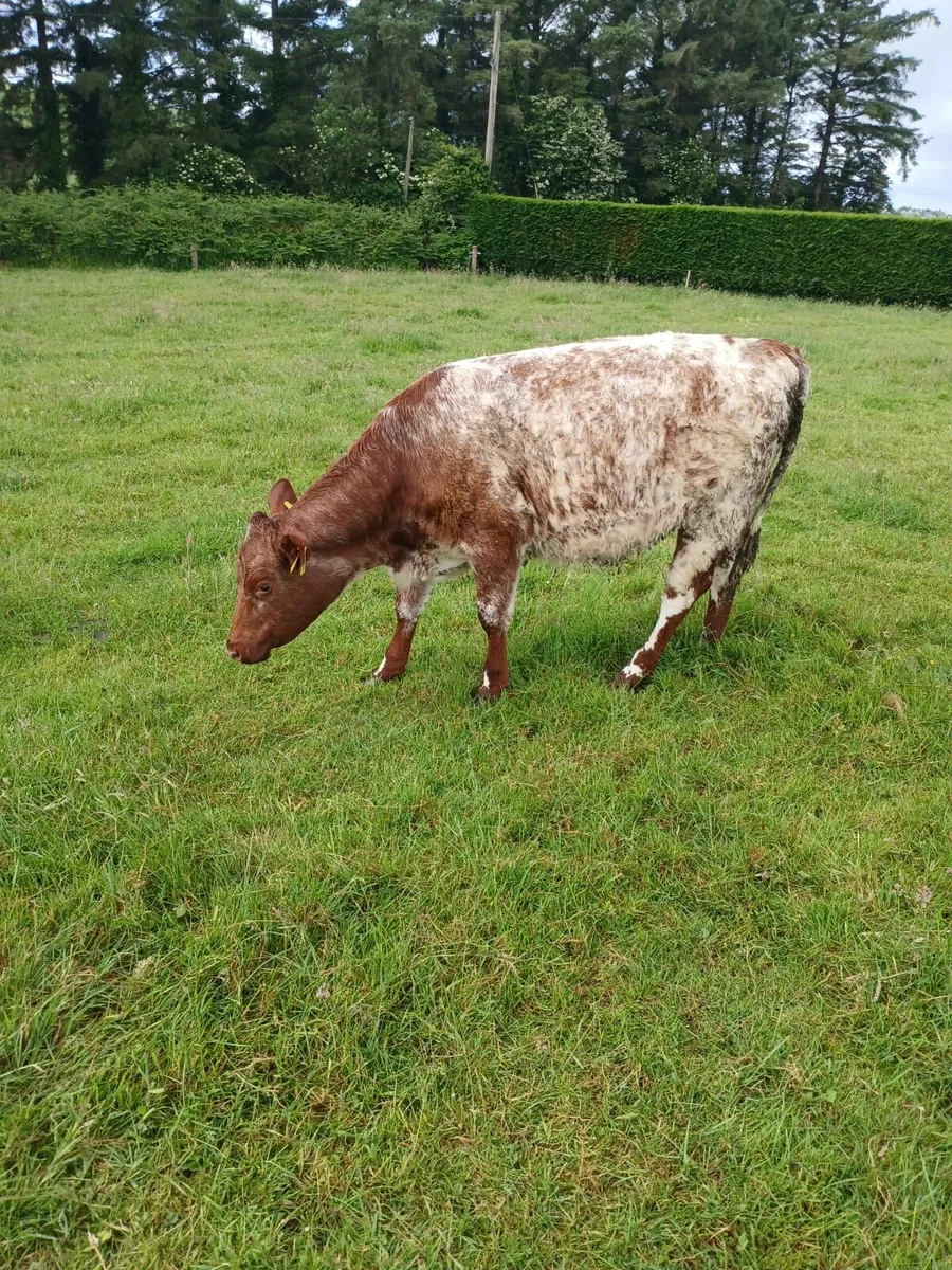 Shorthorn cattle - Image 2
