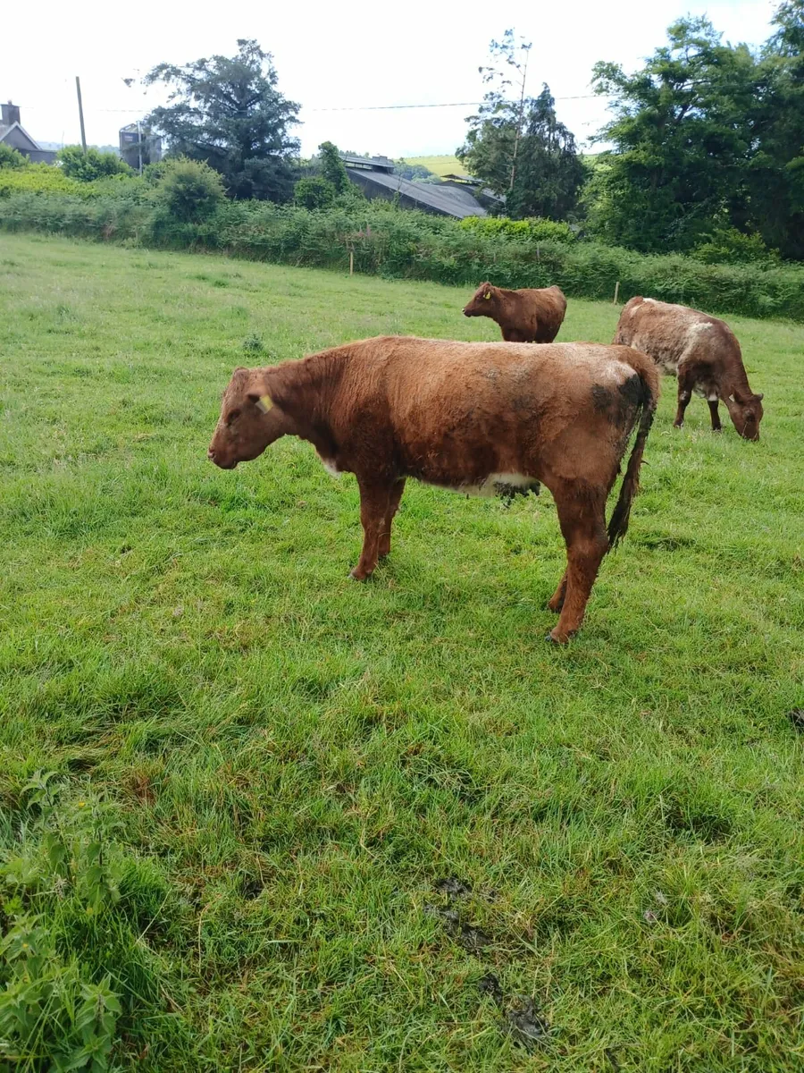 Shorthorn cattle - Image 3
