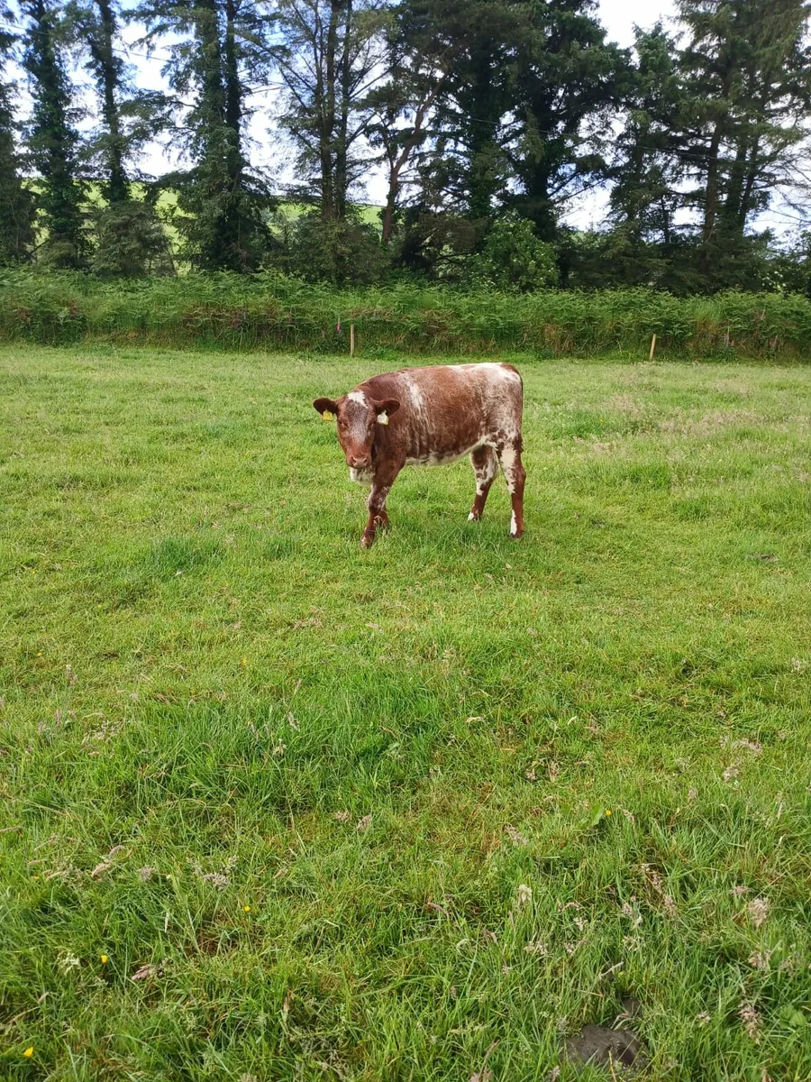 Shorthorn cattle - Image 4