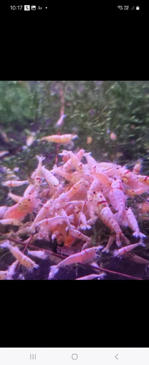Plecos & Shrimp for SALE - Image 2