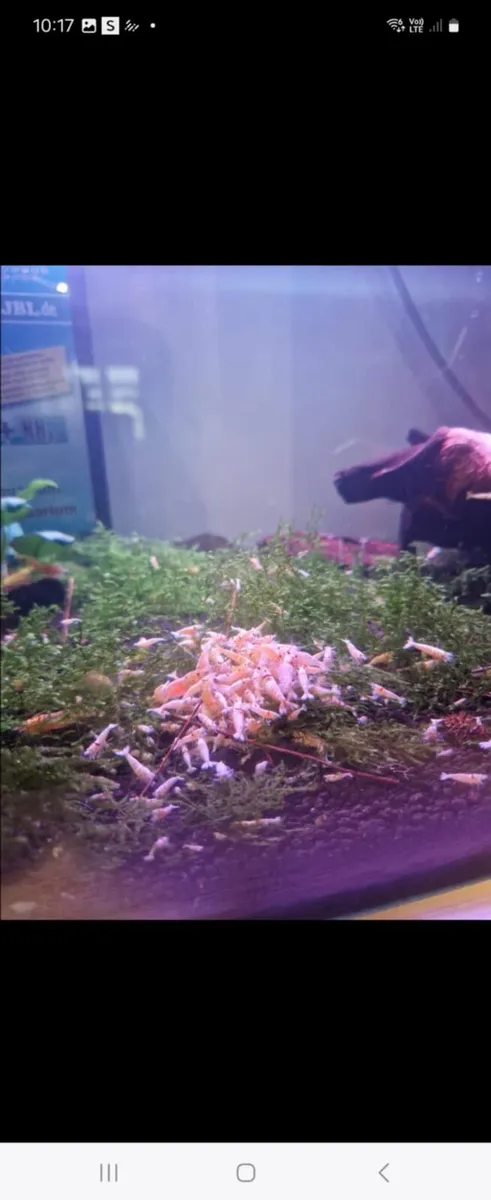 Plecos & Shrimp for SALE - Image 3
