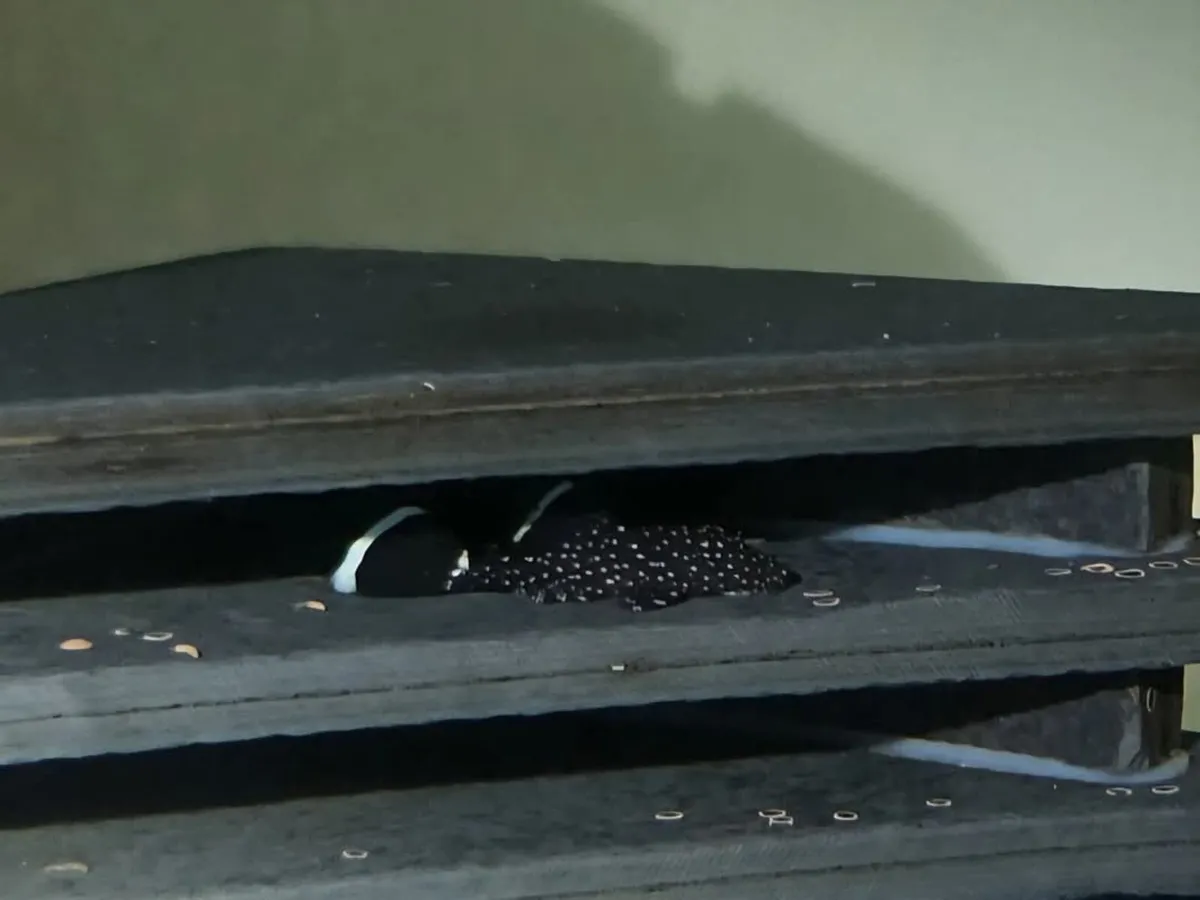 Plecos & Shrimp for SALE - Image 1