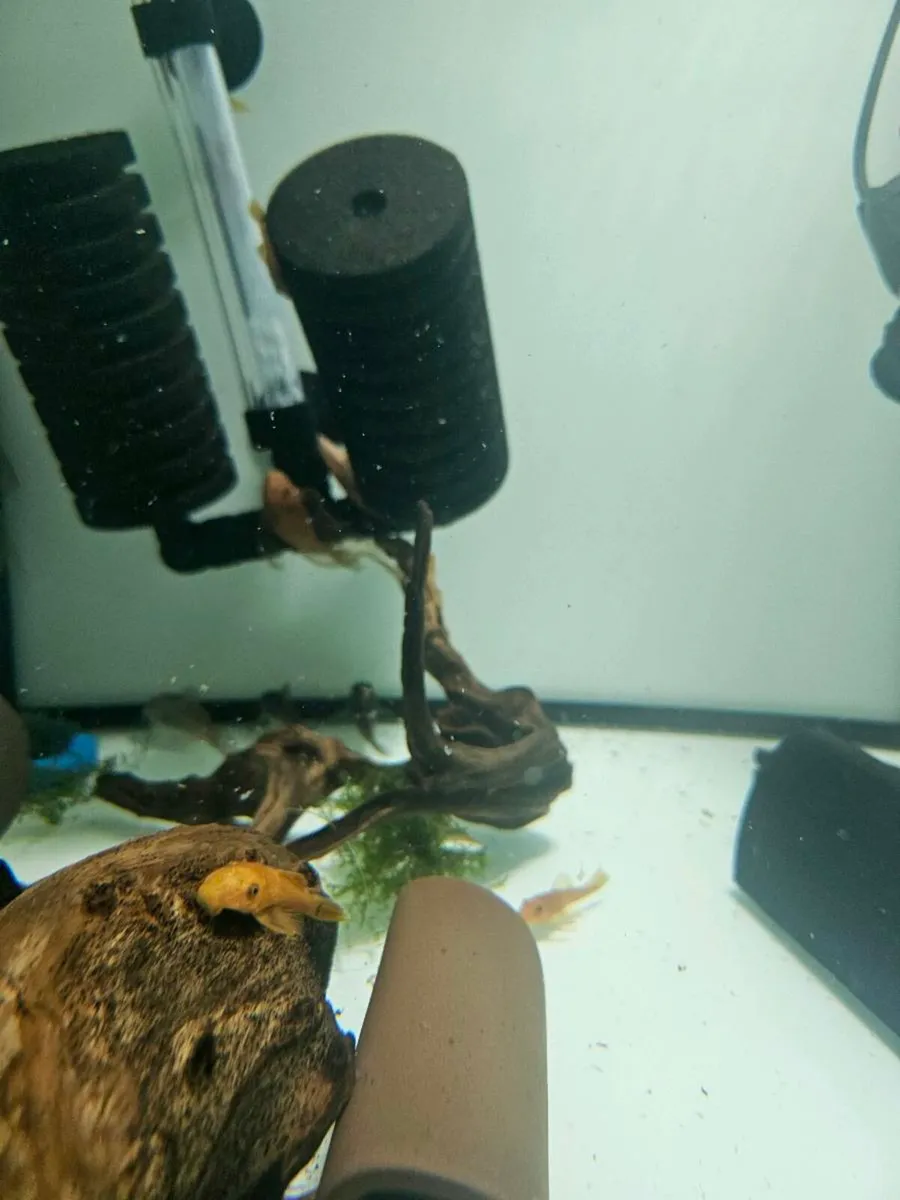 Plecos & Shrimp for SALE - Image 4