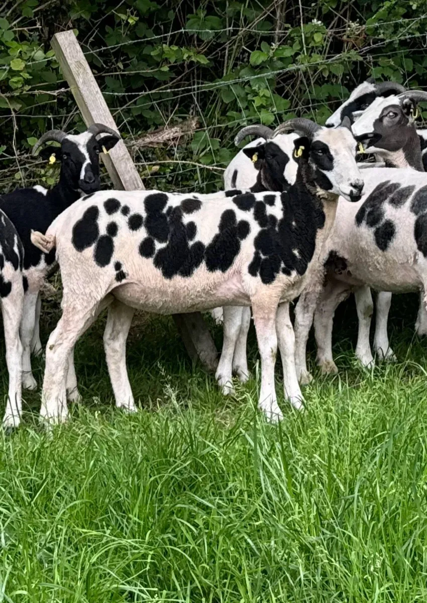 Pedigree Jacob Hoggots - Image 2