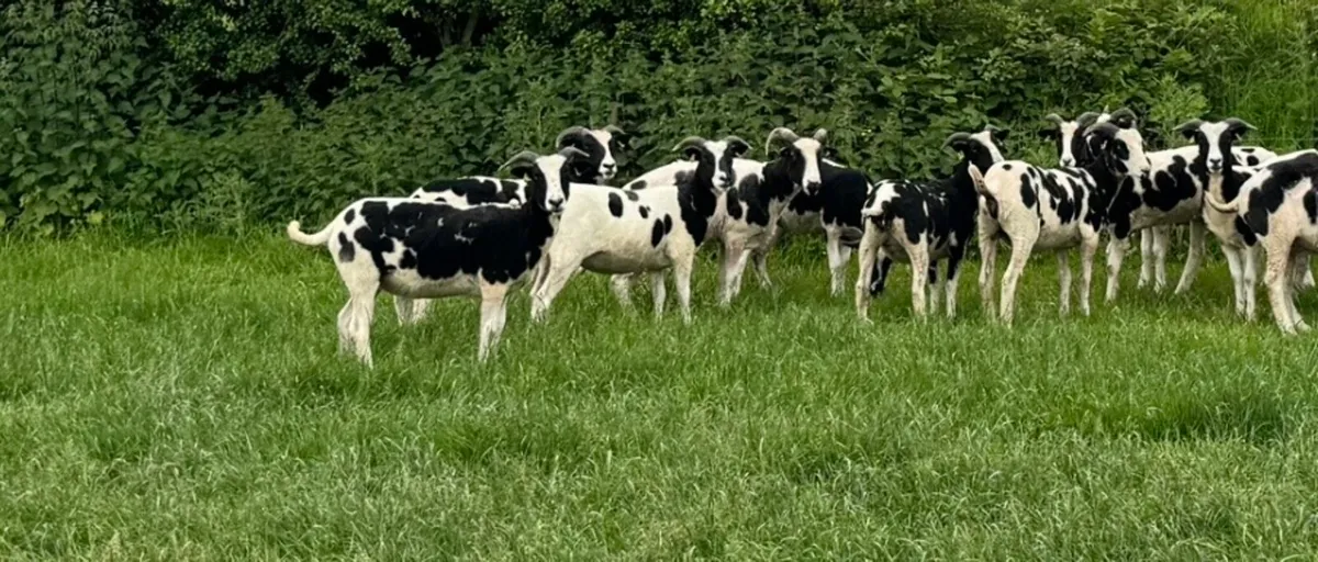 Pedigree Jacob Hoggots - Image 3