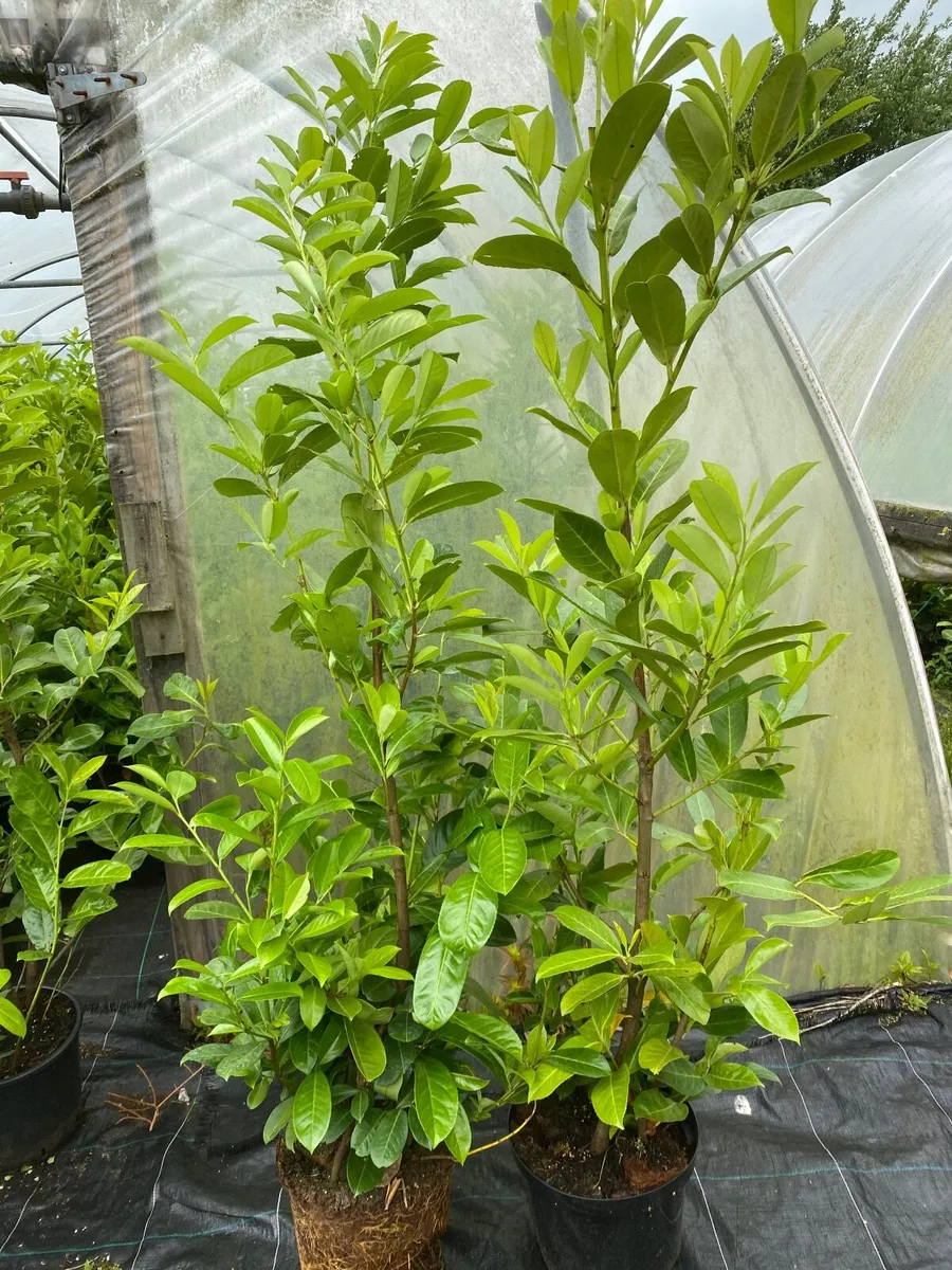 Laurel hedging 5-6ft plants - Image 3