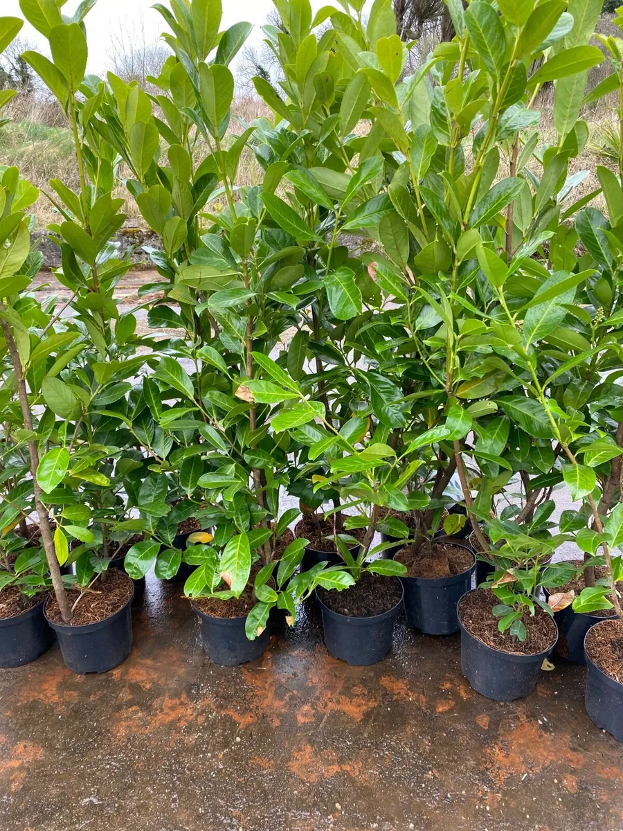 Laurel hedging 5-6ft plants - Image 4