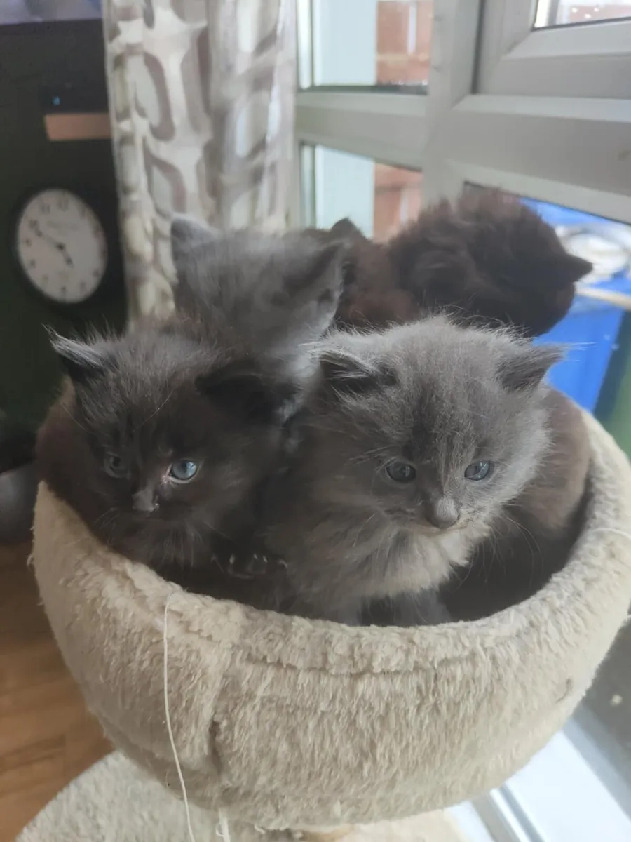 Kittens for Sale - Image 1