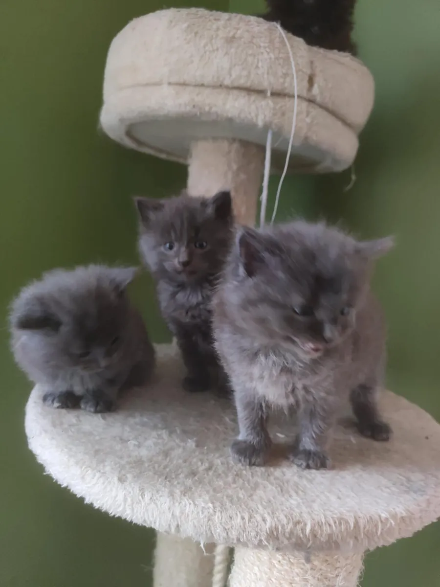 Kittens for Sale - Image 2