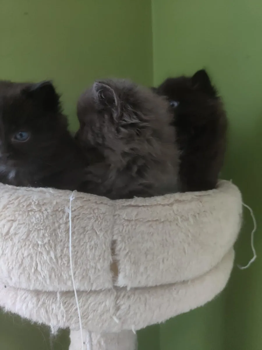 Kittens for Sale - Image 3