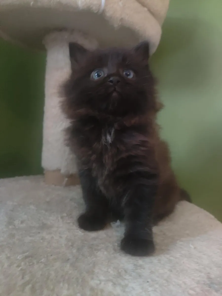 Kittens for Sale - Image 4