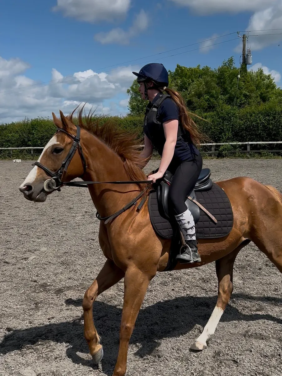 15.2 Mare - Image 1