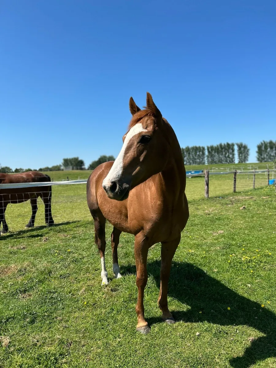 15.2 Mare - Image 3