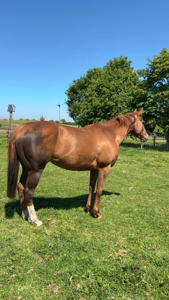 15.2 Mare - Image 4
