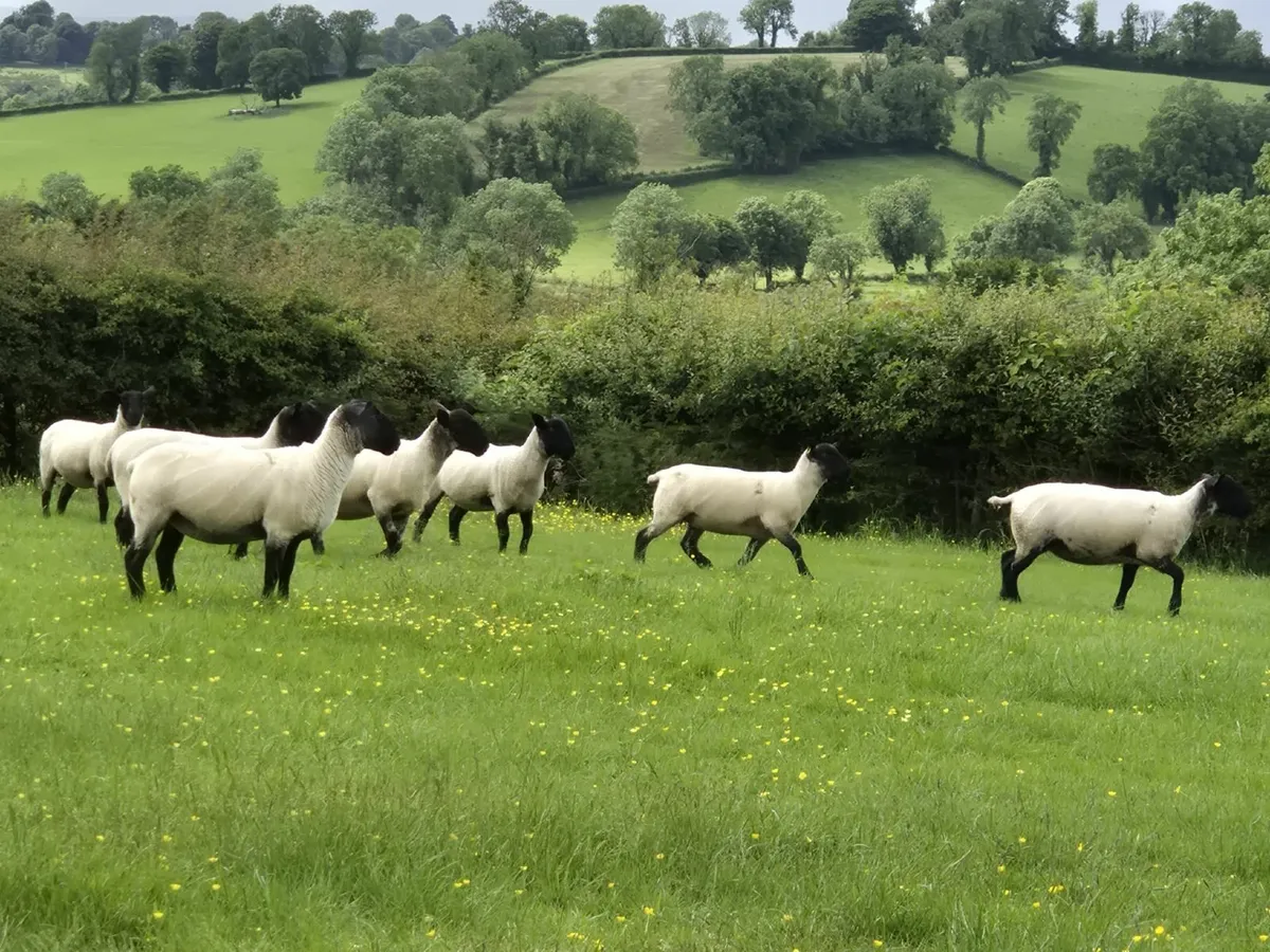 Suffolk Mule Hoggets - Image 2