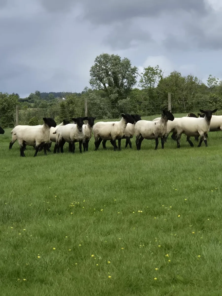 Suffolk Mule Hoggets - Image 3