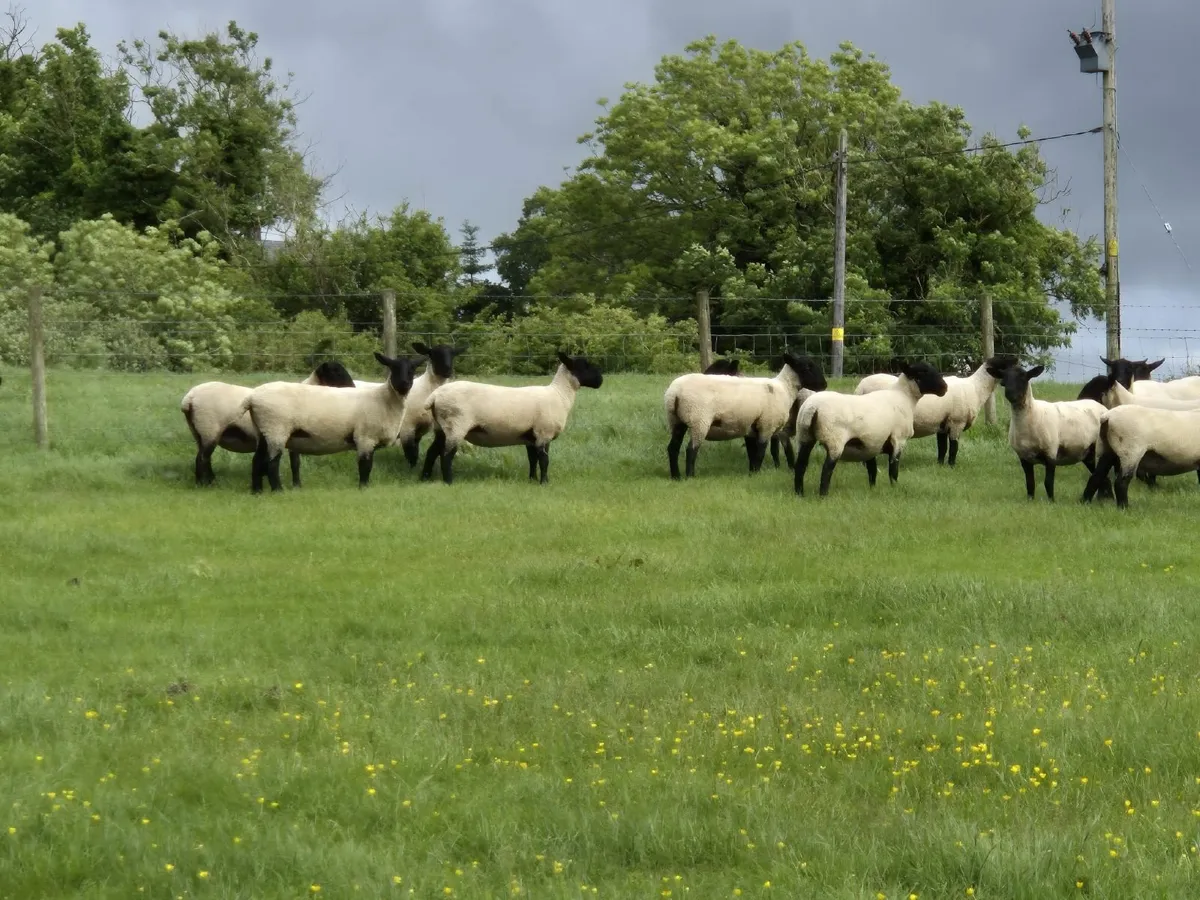Suffolk Mule Hoggets - Image 4