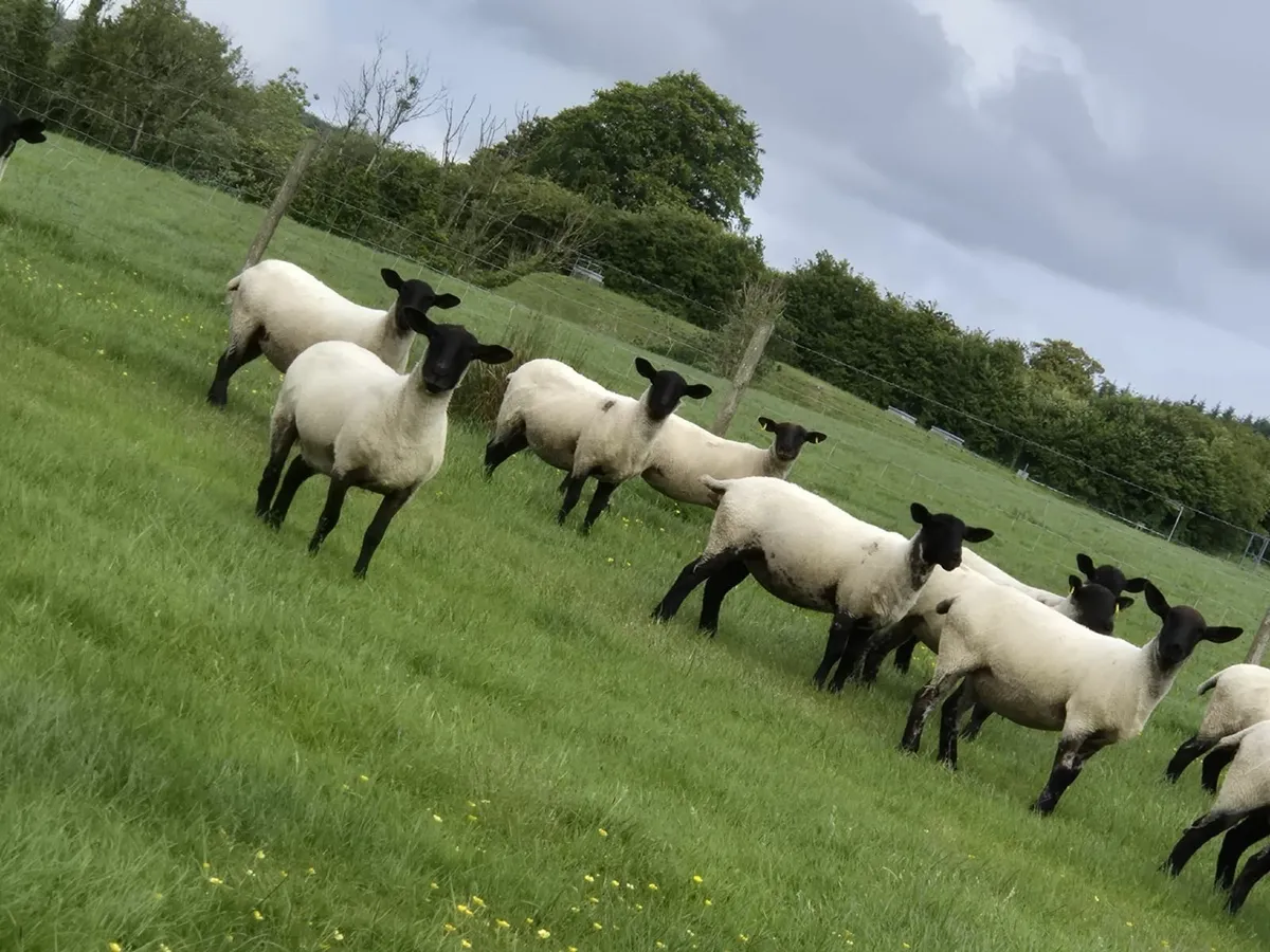 Suffolk Mule Hoggets - Image 1
