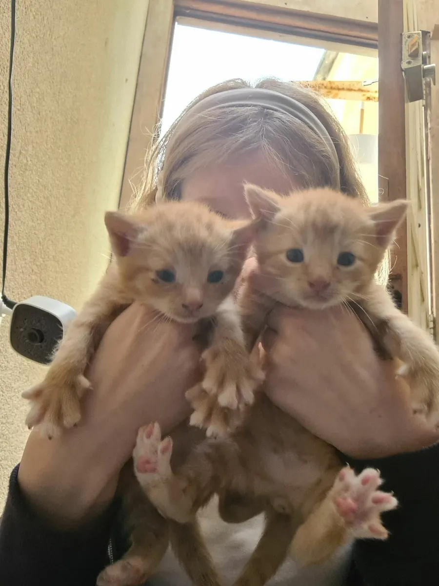 Kittens - Image 3