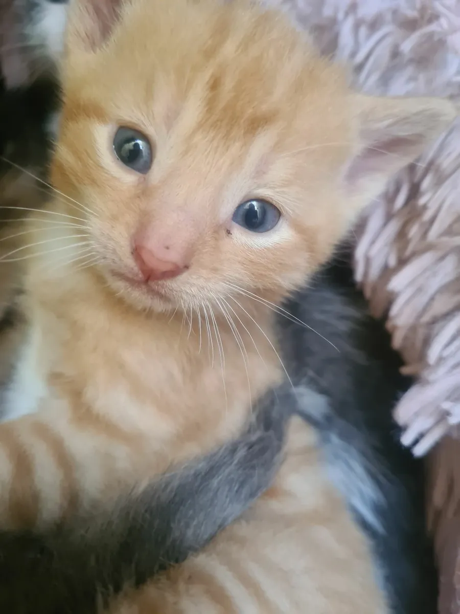 Kittens - Image 1