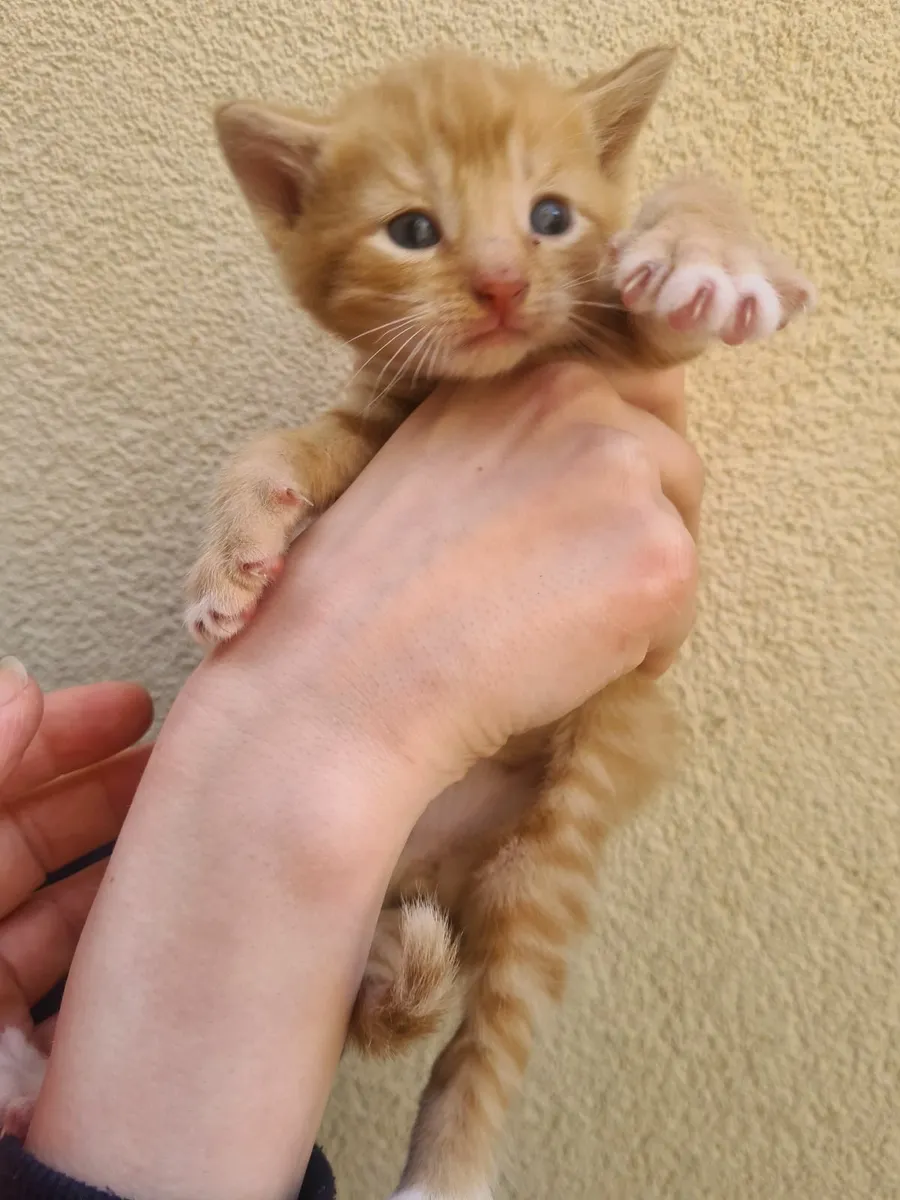 Kittens - Image 4