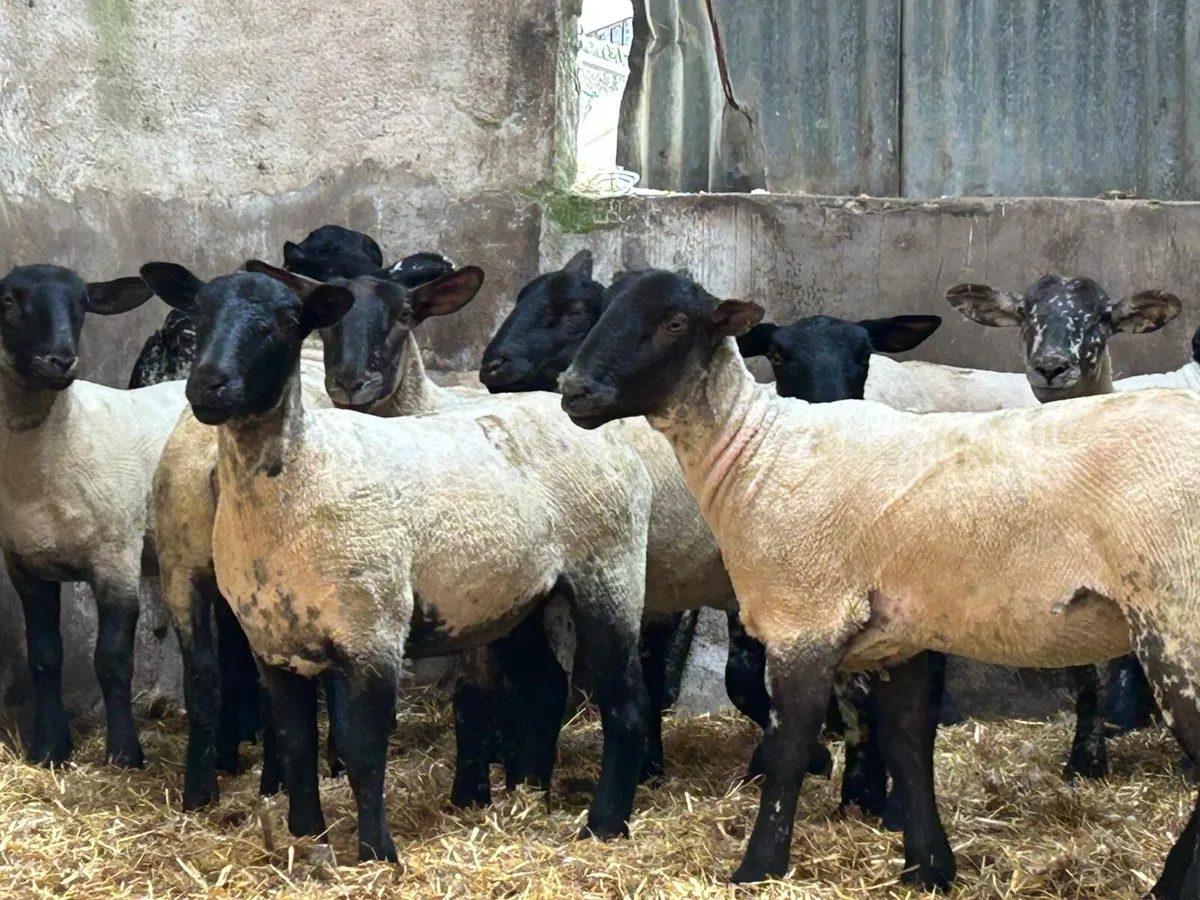 Selection of hoggets - Image 1