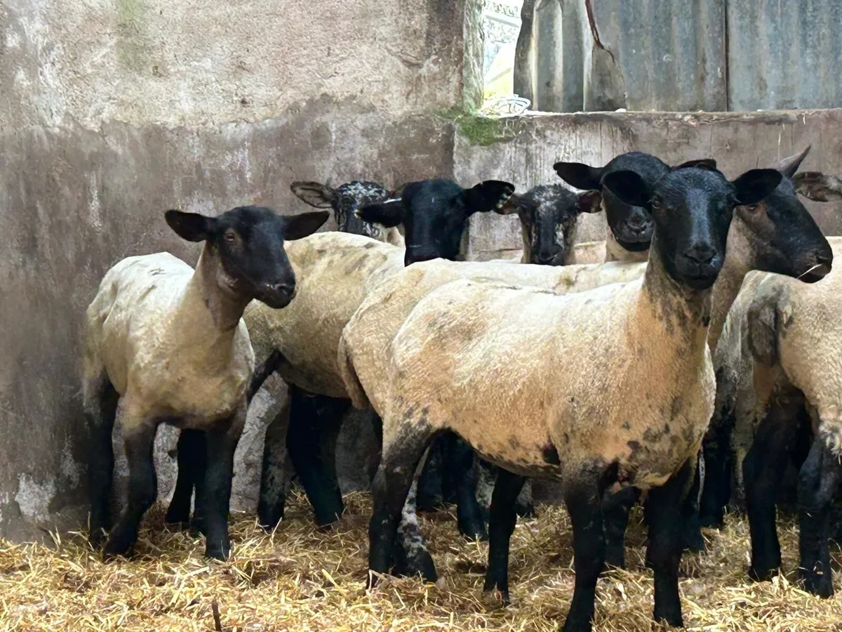 Selection of hoggets - Image 2