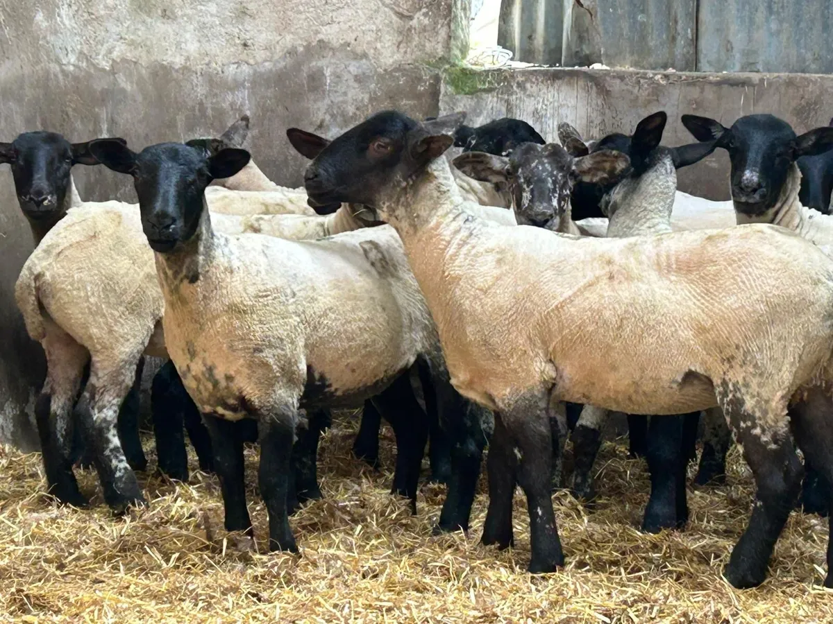 Selection of hoggets - Image 3